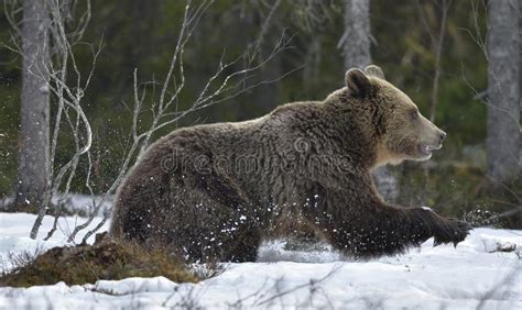 Brown Bear Ursus Arctos Running On A Snow Stock Photo Image Of