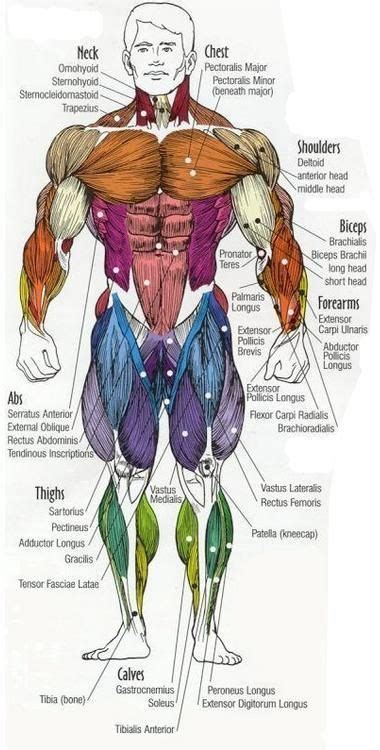 Body Building Workouts Muscle Anatomy Muscle Body Human Body Anatomy