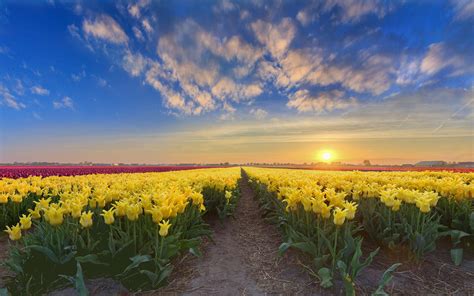 Gold Sunset Netherlands Spring Flowers Plantation With Yellow Red And