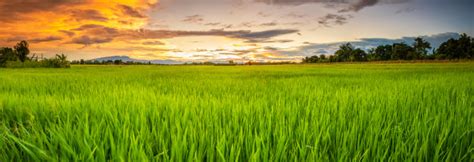 Kus on field of burnt rice? Panorama landscape of young green rice field | Premium Photo