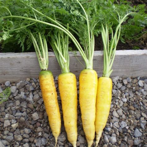 Limburg Yellow Carrot Irish Seed Savers Association