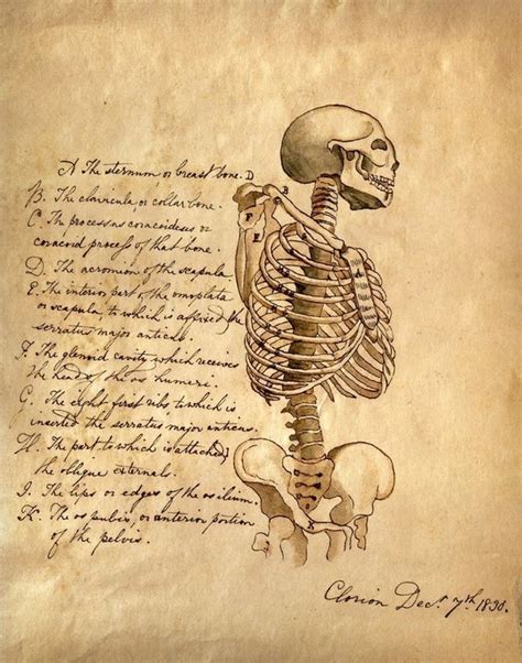 Vintage Anatomy Reproduction Print Skeleton With By Curiousprints