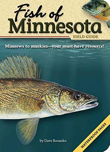 Fish Of Minnesota Field Guide Fish Identification Guides Bosanko