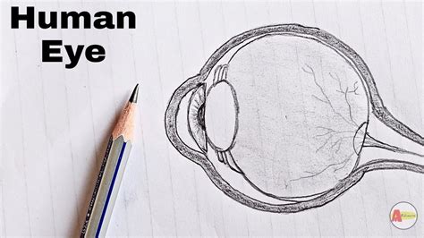 How To Draw A Human Eye Diagram Easily And Step By Step Tutorial