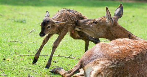 Deer Life Cycle Mating And Reproductive Habits Of Deer World Deer