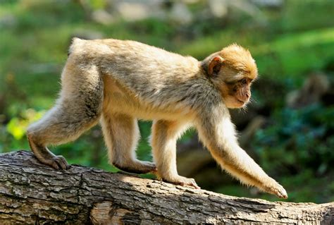 Genetic Mutation May Explain How Humans Lost Their Tails
