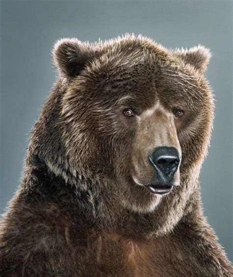 portraits of bears by jill greenberg 32 photos amazing videos amazing funny