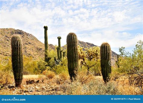 Young Saguaro Cactus Sonora Desert Arizona Stock Image Image Of
