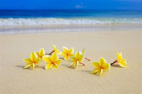 Plumerias On Beach Ii Photograph Plumerias On Beach Ii Fine Art Print