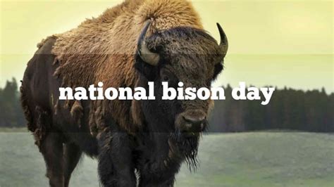 National Bison Day Quotes Wishes And Messages