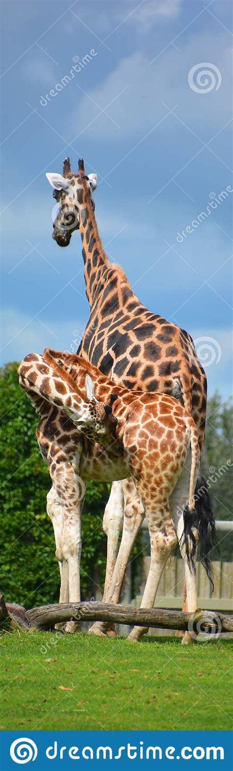 The Giraffe Giraffa Camelopardalis Stock Photo Image Of Mammal