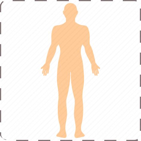 Anatomy Body Human Person Icon Download On Iconfinder