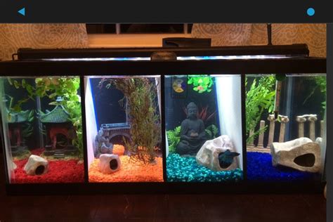 Dual Betta Fish Tanks Vang Bettas