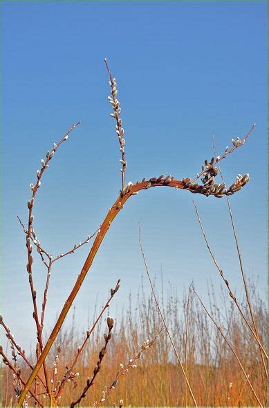 Salix Udensis ‘sekka Fantail Or Dragon Tail Willow