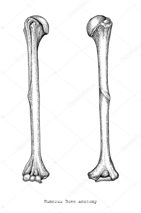 The elbow allows the bending and extension of the forearm, and it also allows the rotational movements of the radius and ulna that enable the palm of the hand to be turned upward or downward. Pictures : arm bones | Anatomy Upper Human Arm Bones Hand ...