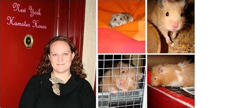 At The Hamster Hilton A Little Tlc For The Furry Ones The New