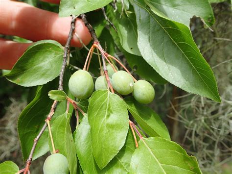 American Plum Tree Identification Avril Elias