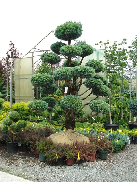 Brilliant 25 Best Topiary Trees Ideas For Outdoor And Indoor Garden