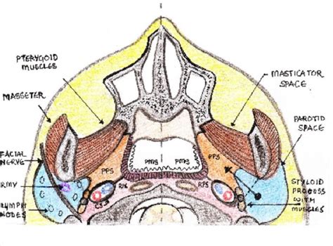 Figure 1 From Pictorial Review Of The Imaging Anatomy And Common