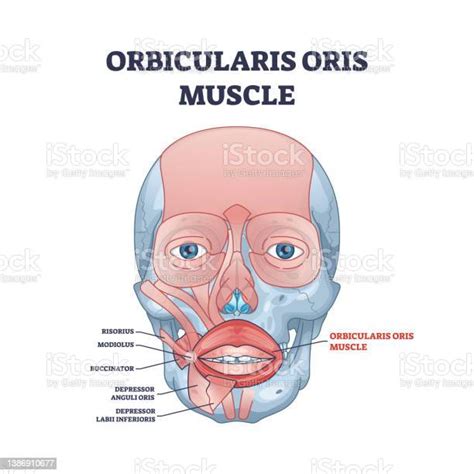 Ilustración De Músculo Orbicularis Oris Como Labios Y Diagrama De