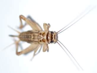 From wikipedia, the free encyclopedia. House Cricket Information - How to Get Rid of Crickets