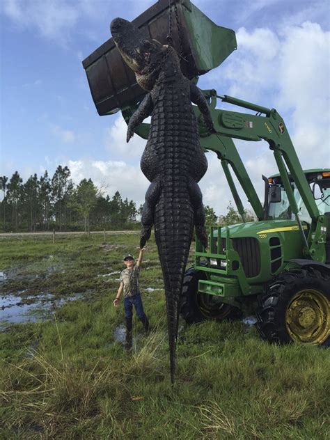 800 Pound 15 Foot Long Alligator Caught On Florida Farm