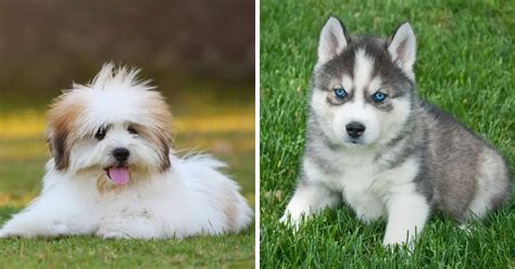 Shih Tzu Husky Mix Everything You Need To Know And Best Guide 2024