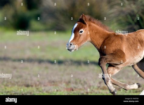 Cheval Camargue Poulain Wild Horse Of Camargue Foal Stock Photo