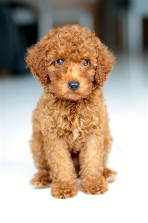Check out our cockapoo puppies selection for the very best in unique or custom, handmade pieces from our shops. "Brandy" | Poodle puppy, Miniature cockapoo