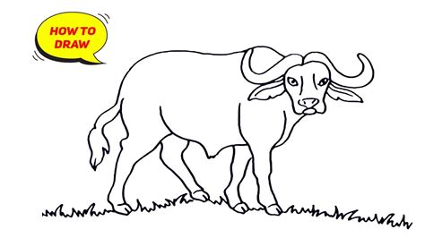 Indian Buffalo Drawing How To Draw A Indian Buffalo Easy Indian