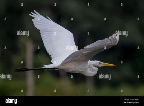 Great White Egret Egretta Alba In Flight With Wings Outstretched New