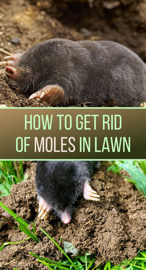 How To Get Rid Of Moles In Lawn Lawn Care Business Lawn And