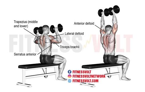 Seated Dumbbell Overhead Press How To Benefits Muscles Worked And Variations Fitness Volt