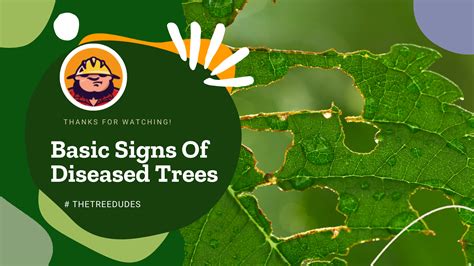 Basic Signs Of Diseased Trees And How To Recognize Them