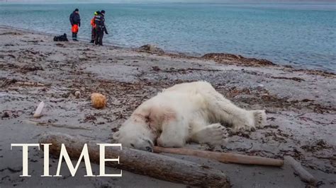 Polar Bear Shot And Killed After Attacking A Cruise Ship Guard Time