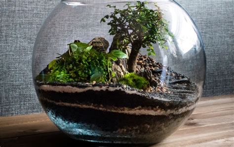 Terrarium Soil Layers And Their Functions With Pictures Smart