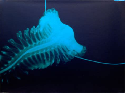 Sea Life Images Creepy Deep Sea Wallpaper And Background