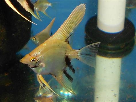 Pin On Angelfish Cichlids