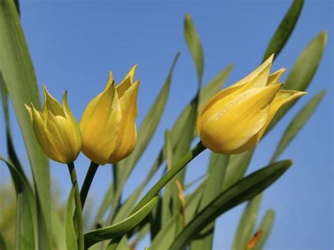 Tulipán West Point Tulipanes Jardinería Cuidado De Plantas