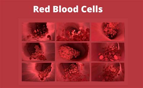 Red Blood Cells Erythrocytes Composition Shape And Function