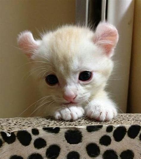 Ns 20 Cute Cats To Make Your Heart Meltns Newspaper World