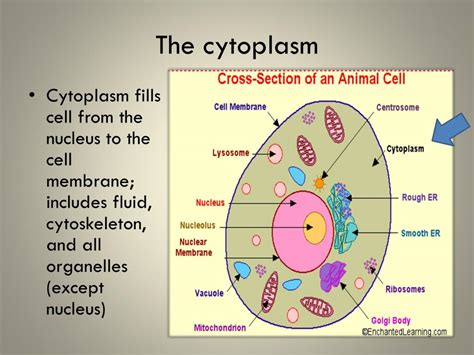 Parts Of Animal Cell And Their Functions Slideshare Animal Cell