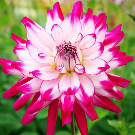 Maybe you would like to learn more about one of these? Bulbs : Dahlia Who Dun It - Griffins Garden Centre