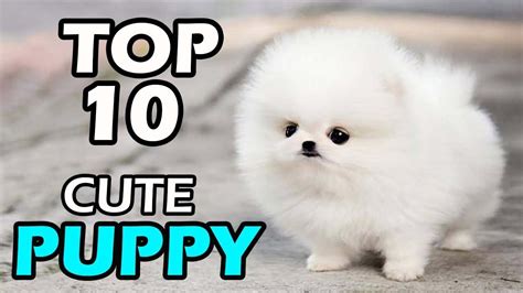 Top 10 Cute Puppy Breeds Youtube