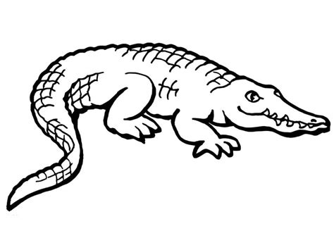 American Alligator Coloring Page Download Print Or Color Online For Free