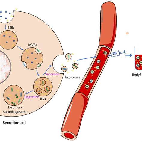 Biological Generation Secretion And Isolation Of Exosomes Detection