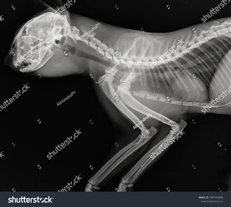 Radiografía torácica del gato Colirio de Foto de stock 1997523083