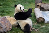Giant pandas to be released into wild outside Sichuan for first time ...
