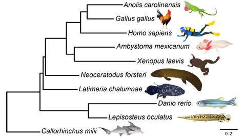 Nature The Evolution Mechanism From Fish To Human Medical News