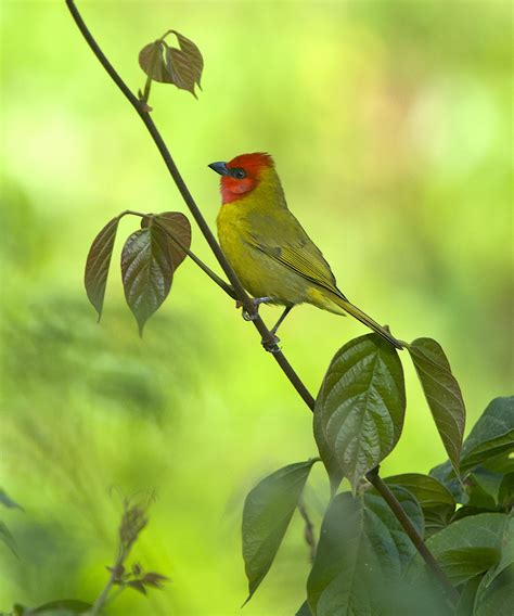 Red Headed Tanager Mexico Field Course 2019